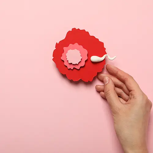 estimulación ovárica y obtención de óvulos