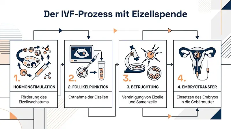 Schritt-für-Schritt-Infografik über den IVF-Prozess bei einer Eizellspende